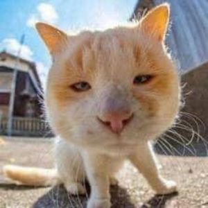 Meet your Posher, Thao